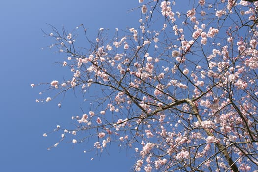 Beautiful tree in blossom, against a blue sky (horizontal)