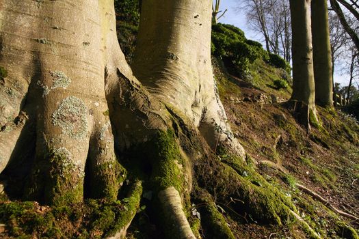 Two big trees by the roots, in wide angle