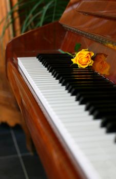 Yelow rose laying on the piano, focus on the rose