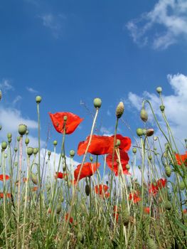 Red poppies In A Field, with a blue sky
