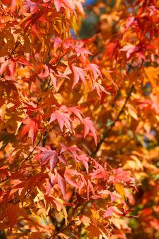 Japanese Maple leaves, swallow depth of field