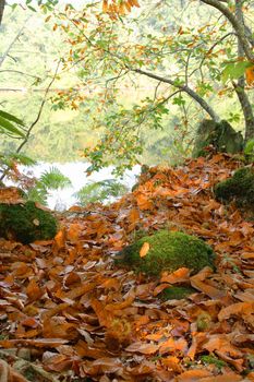 Forest in Autumn with chestnuts on the ground