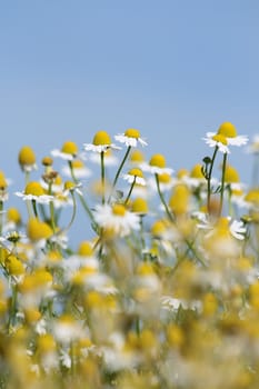 Daisies, with a swallow depth of field
