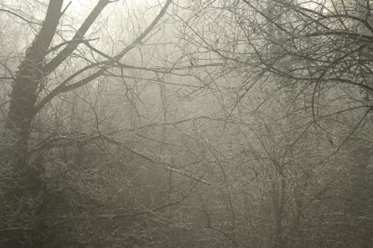 Trees with white frost in first winter morning light