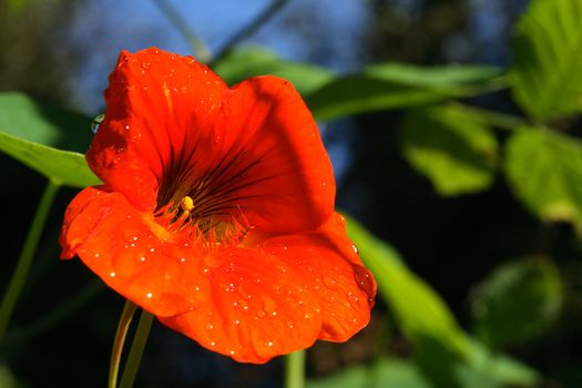 Red Nasturtium with raindrops in blurred background