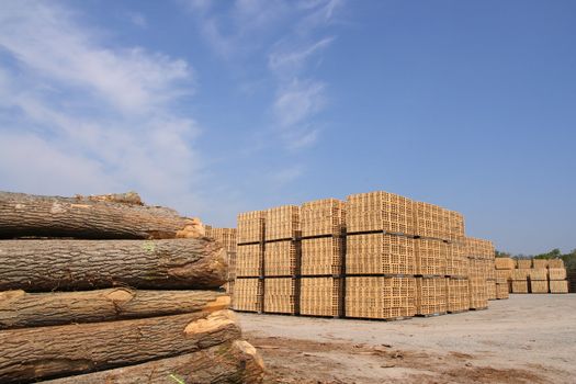 Sawn trees and wooden packing crates (horizontal)
