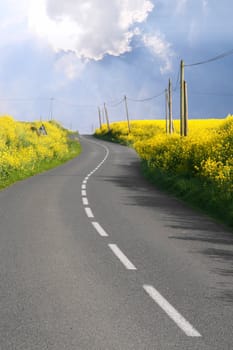 Curved road through overflowing rape fields
