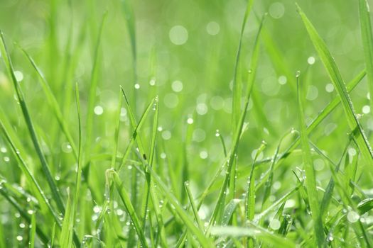 Drippy grass background, swallow depth of field