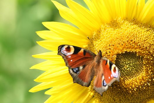 European Peacock (Inachis io), on a sunflower