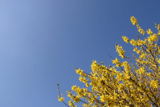 Forsythia over a shaded blue sky (horizontal)