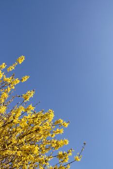 Forsythia over a shaded blue sky (vertical)