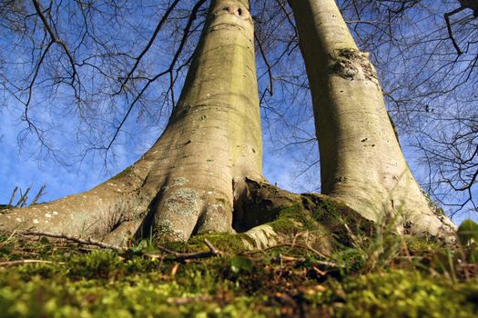 Two big trees from the roots, in wide angle