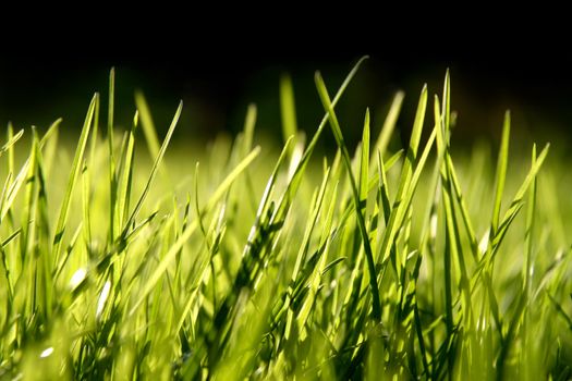 Grass blades, 100% black on top