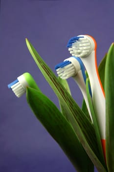 Toothbrushes growing like flowers, over a purple background (vertical)
