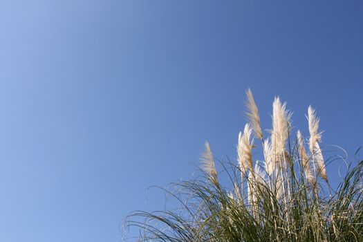 Pampas grass (Cortaderia selloana) over a shaded blue sky (horizontal)