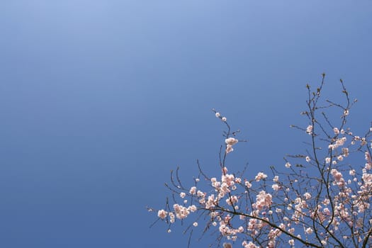 Shrub with pink flowers over a shaded blue sky (horizontal)