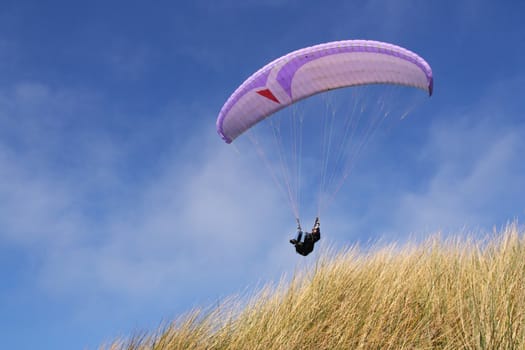 Purple paraglider passing over grass (horizontal)