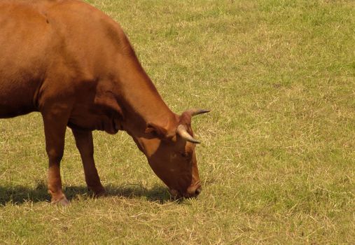 cow in the field