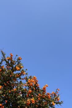 Shrub with red berries over a shaded blue sky (vertical)