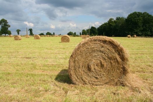 Round bale of hay in a filed