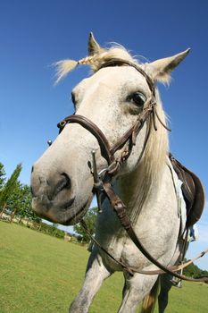 Saddled horse with a braid, ready for a ride