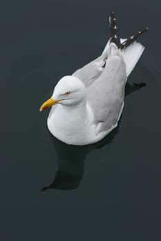 Swimming Seagull