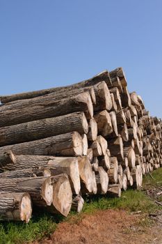 Perspective of sawn trees (vertical)