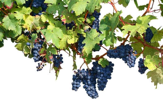 Vineyard background isolated on white, clipping path included