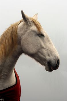 Horse with closed eyes, dreaming