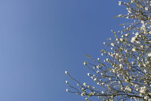 Shrub with white flowers over a shaded blue sky (horizontal)