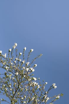 Shrub with white flowers over a shaded blue sky (vertical)