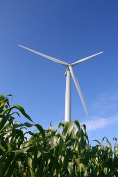 Wind turbines in a field of green corn, in summer.