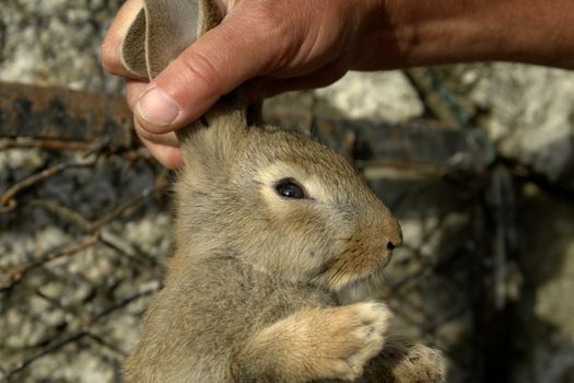 rabit in human hand