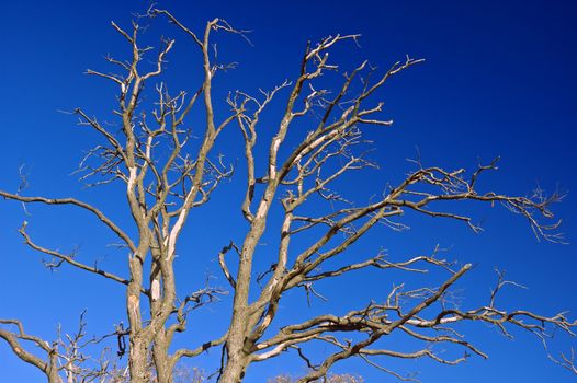 Oak tree agaist a blue sky in winter