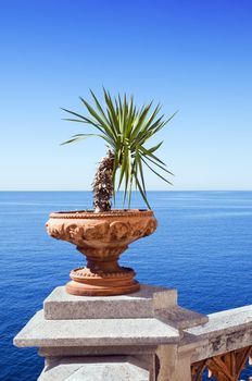 View of sea from a terrace with plant