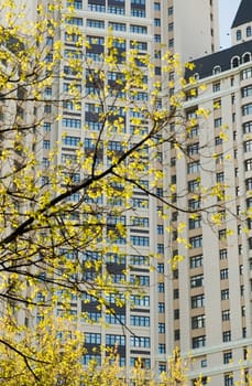 View on a high building, branch of tree