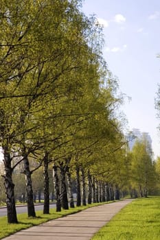 Pavement on a city park, trees, sky and clouds