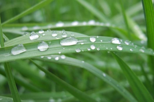 Fresh green grass with water drops in the morning