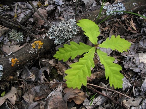 The Young sapling of the oak in wood