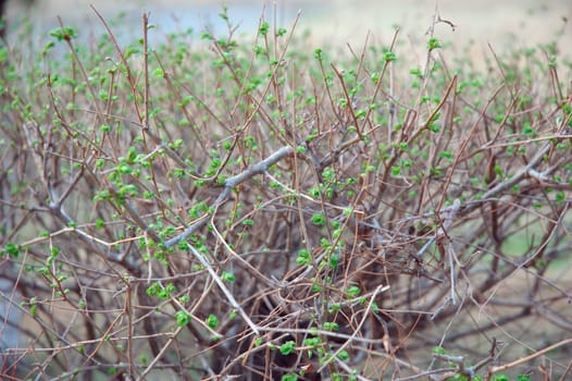 Spring coming. Blossom of new green leaves on bush - nature background.