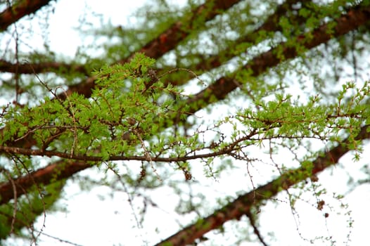 Spring coming. Blossom of new green needles on larch - nature background.