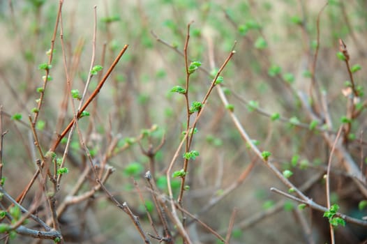 Spring coming. Blossom of new green leaves on bush - nature background.