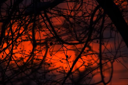 A Closeup photo of trees gives an abstract pattern against a clorful sunrise sky