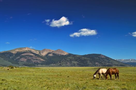 A beautiful portrait of Rural American western life, showing Horses grazing with a backdrop of the Rocky Mountains