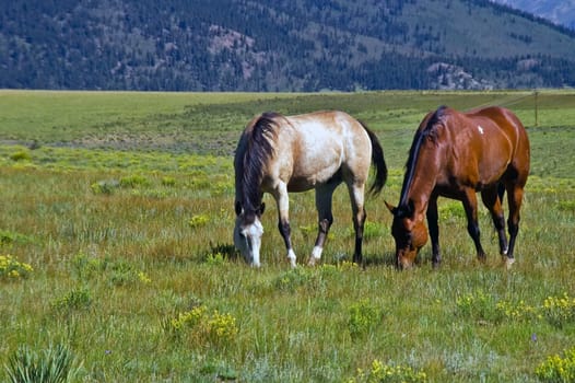 Western American Horses graze openly in rural Colorado where teh west is still alive