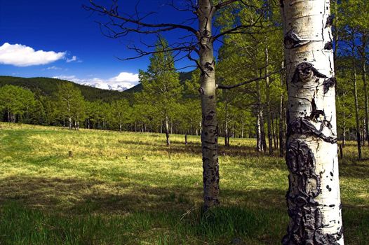 Summer Aspen Trees in a mountain meadow 