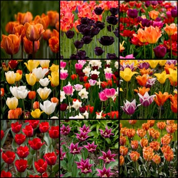 Collection of tulips photos 