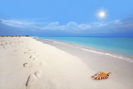 Footsteps and seashell in the white sand at Boca Grandi beach, Aruba