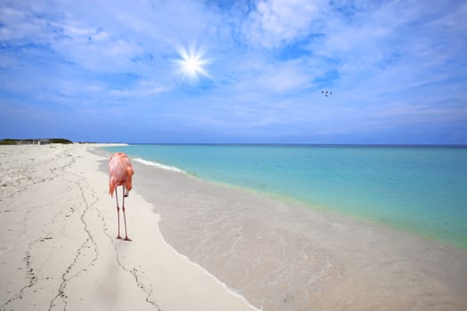Flamingo in the white sand at Boca Grandi beach, Aruba
