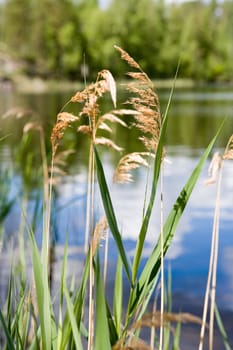 Rushes at a shore of a lake in summer